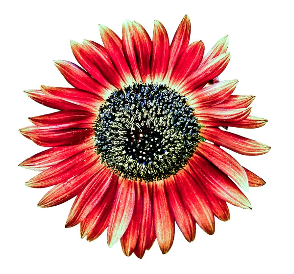 Brun sunflower isolerad på vit bakgrund — Stockfoto