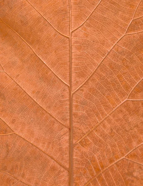 Style grunge tekstur liści — Zdjęcie stockowe