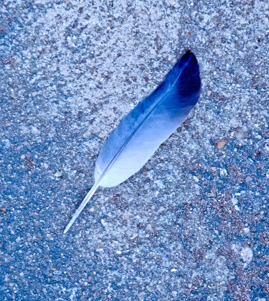 The Feather on cement floor — Stock Photo, Image