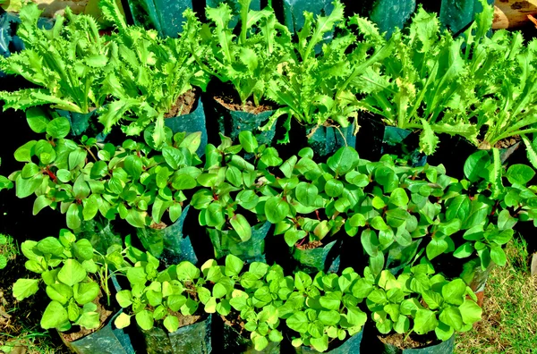 Grönsaker på gröna huset — Stockfoto