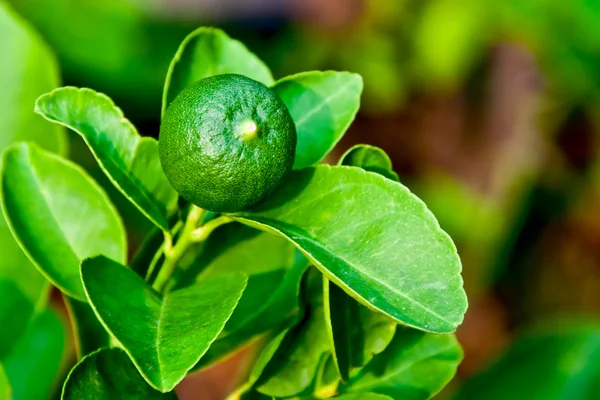 A textura de fundo de limão verde — Fotografia de Stock