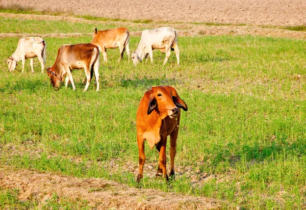 La vaca en el campo —  Fotos de Stock