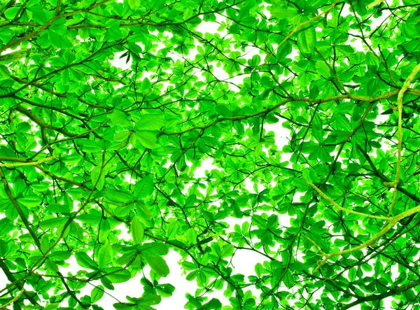 Gröna blad på vit himmel bakgrund — Stockfoto