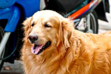 golden retriever köpek