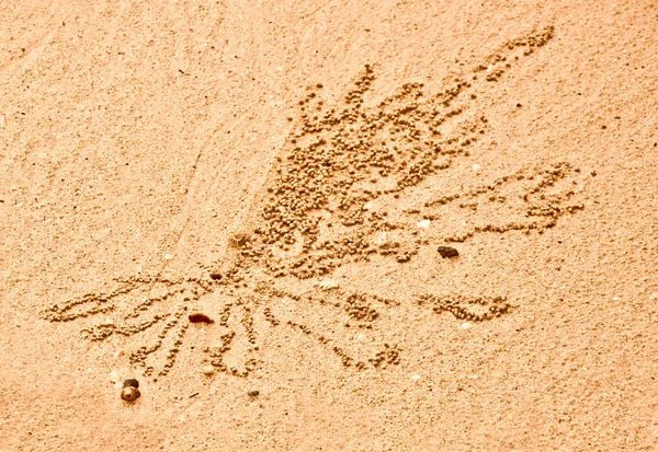 Malý krab udělat pískové kuličky — Stock fotografie
