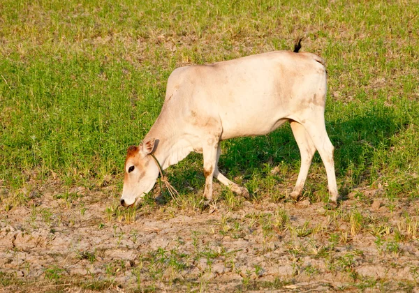 Корова на поле — стоковое фото