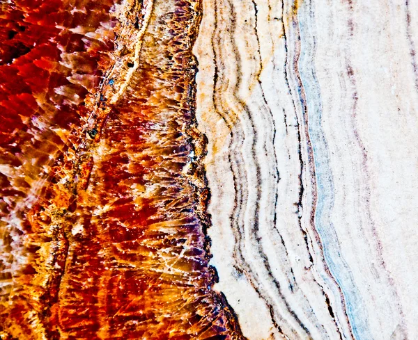 Скам'янілості старого кам'яного дерева — стокове фото