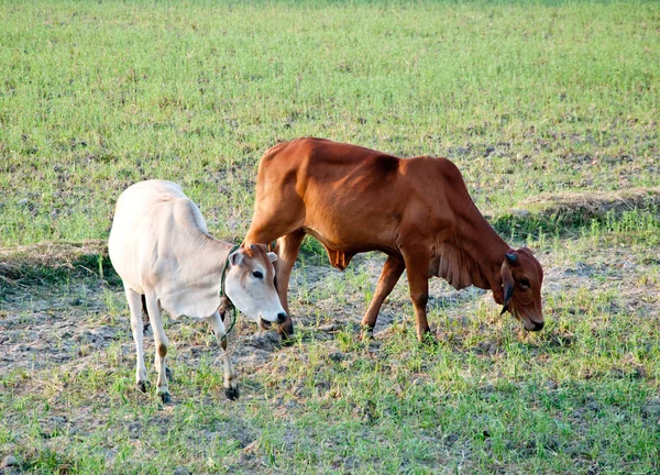 La mucca sul campo — Foto Stock