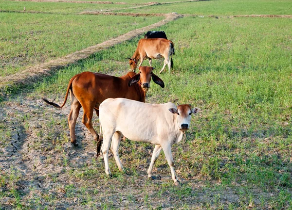 Die Kuh auf dem Feld — Stockfoto