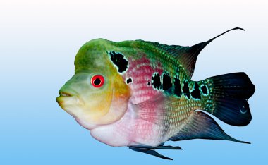 The Crossbreed flowerhorn fish clipart