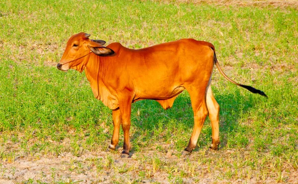 A vaca no campo — Fotografia de Stock
