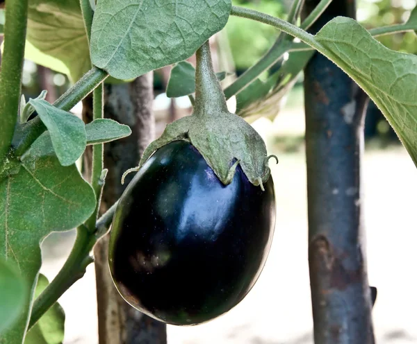 The Fresh eggplant — Stock Photo, Image