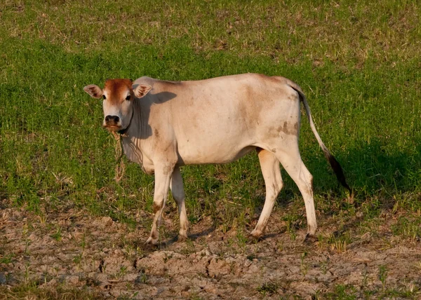 Kráva na hřišti — Stock fotografie