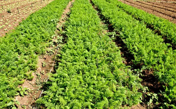As fileiras de plantas de cenoura crescendo em uma fazenda com céu azul — Fotografia de Stock