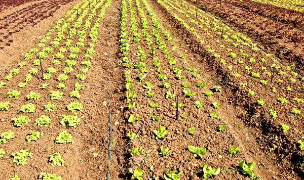Ряды салатов, растущих на ферме с голубым небом — стоковое фото