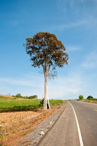 A árvore grande ao longo da estrada — Fotografia de Stock