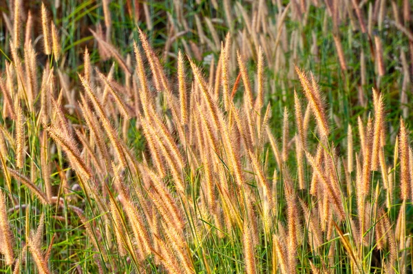 Fluffiga gräset på fältet — Stockfoto