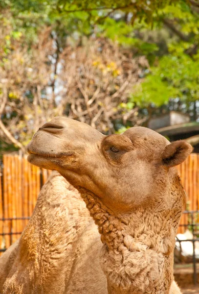 El camello —  Fotos de Stock