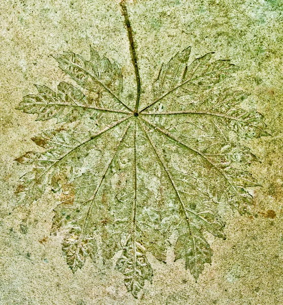 Otisk hroznového listu na cementové podlaze pozadí — Stock fotografie