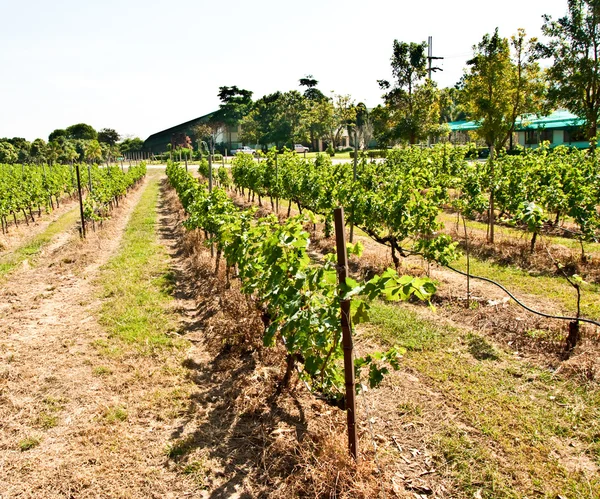 Ряд винограда на винограднике — стоковое фото