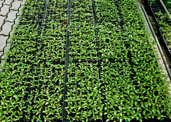 A növény zöld házban — Stock Fotó