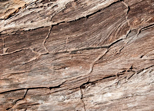 A textura da casca da árvore — Fotografia de Stock