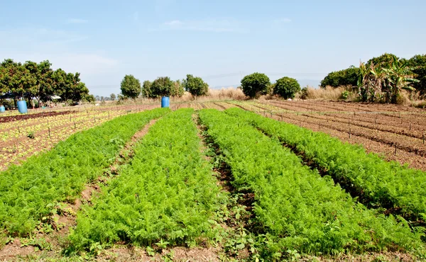 La plantación de zanahoria — Foto de Stock