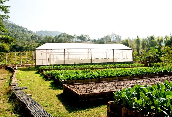 The Nursery sayuran di rumah hijau — Stok Foto
