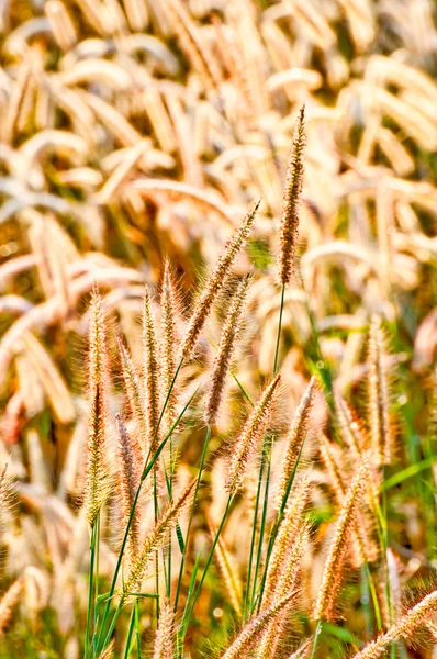Das flauschige Gras auf dem Feld — Stockfoto