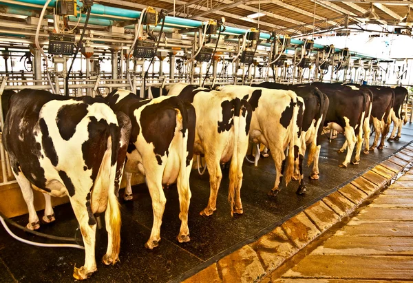 Молочна машина з коровами на молочній фермі — стокове фото