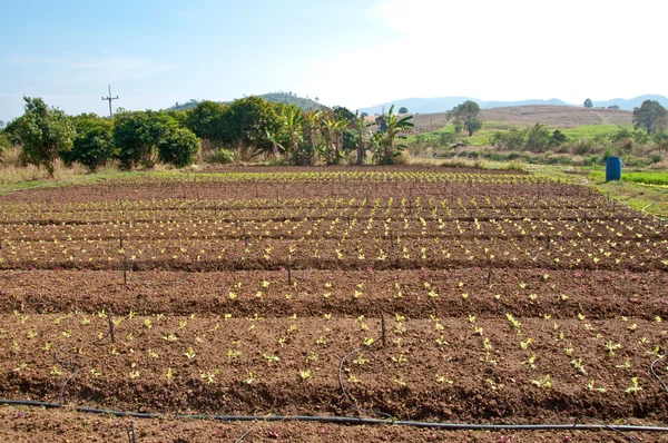 De rijen van groenteplanten groeien op een boerderij met blauwe hemel — Stockfoto