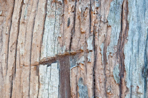 La texture de l'écorce d'arbre — Photo