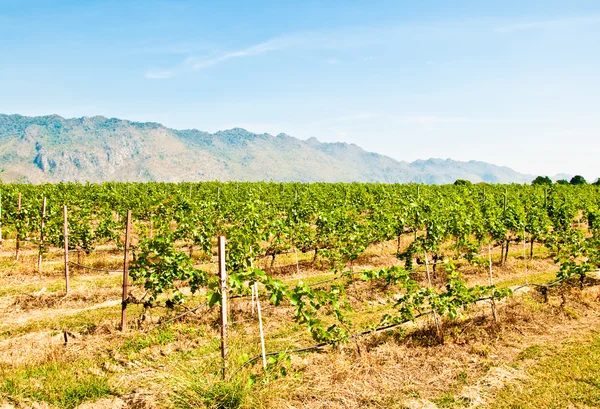 Ряд винограда на винограднике — стоковое фото