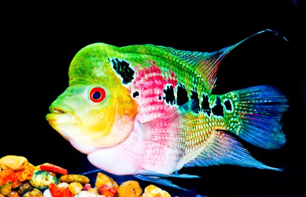 The Crossbreed flowerhorn fish — Stock Photo, Image