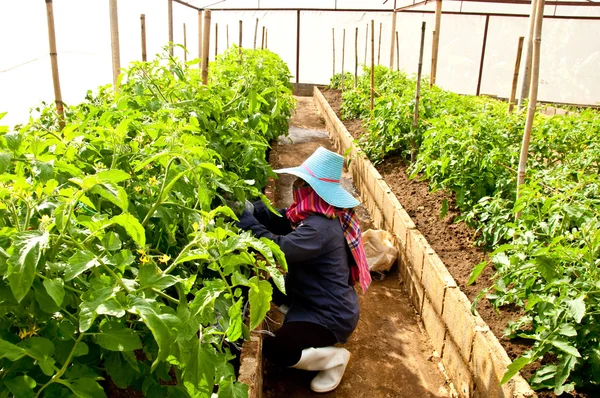 De kwekerij tomaat op groen huis — Stockfoto