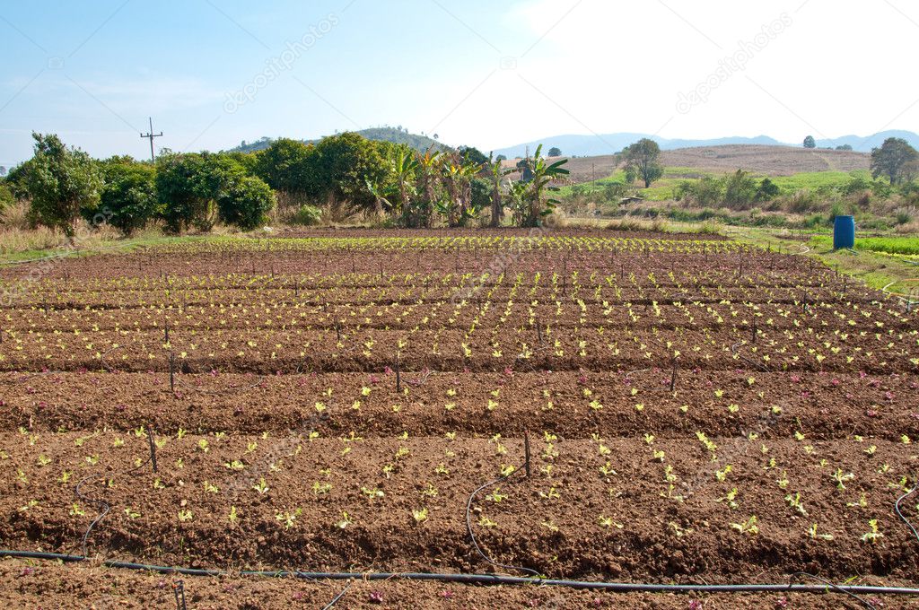 The Rows of vegetable plants growing on a farm with blue sky