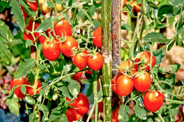 Close up of fresh red tomatoes still on the plant clipart