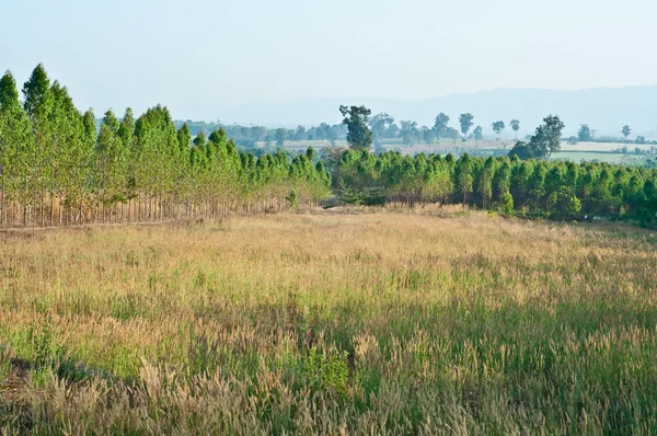 La plantación de eucalipto para la industria papelera — Foto de Stock