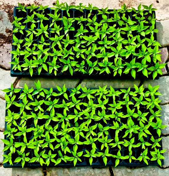 Yeşil ev kreş sebze — Stok fotoğraf