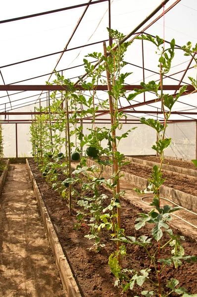 Plantskolans vattenmelon på växthus — Stockfoto