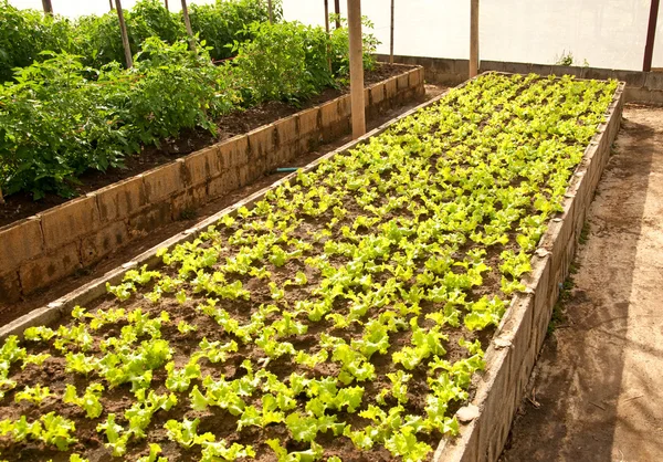 De kwekerij sla op groen huis — Stockfoto