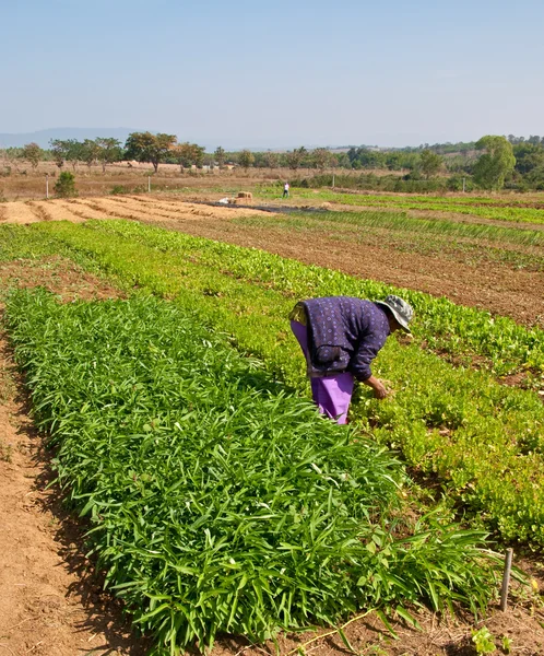 De rijen van groenteplanten groeien op een boerderij met blauwe lucht en — Stockfoto
