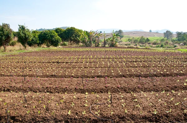 Die Reihen von Gemüsepflanzen, die auf einem Bauernhof mit blauem Himmel wachsen und — Stockfoto
