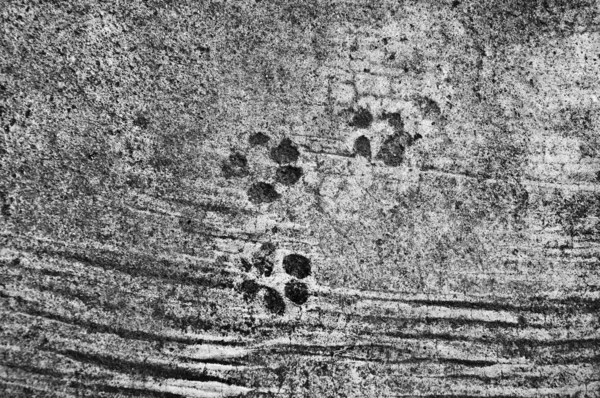 Der Fußabdruck des Hundes auf dem Zementboden — Stockfoto