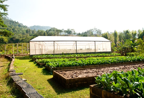 De kwekerij groenten op groen huis — Stockfoto