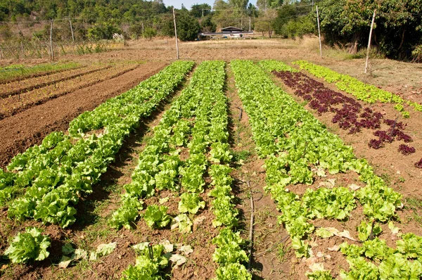 Řádky salátu rostliny rostoucí na farmě s modrou oblohou — Stock fotografie