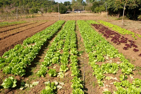 As fileiras de plantas de alface crescendo em uma fazenda com céu azul — Fotografia de Stock