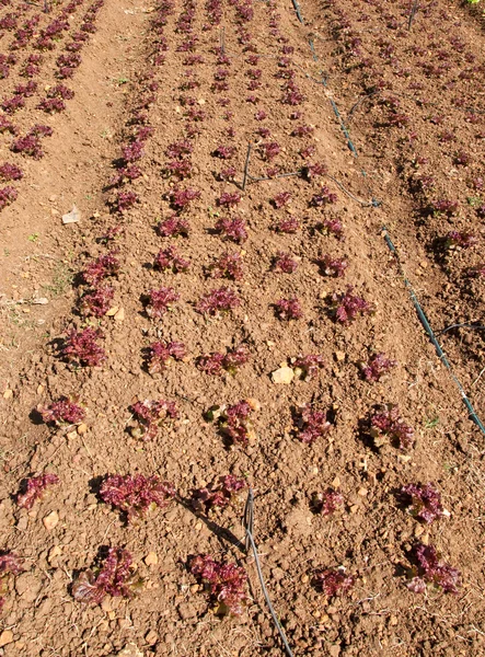 Las filas de las plantas de lechuga que crecen en una granja con cielo azul — Foto de Stock