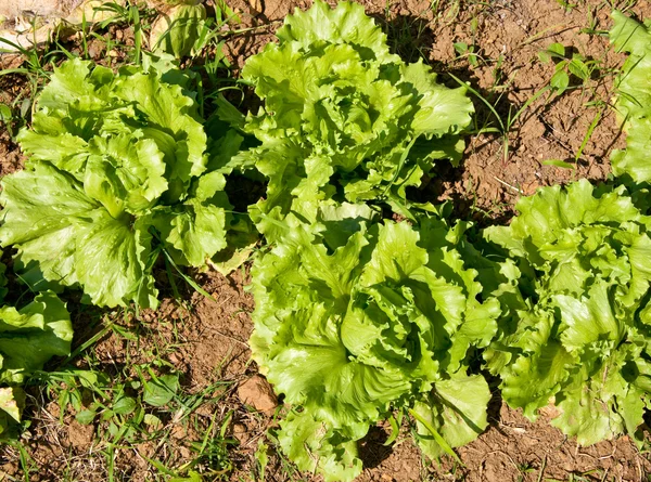 The Fresh salad lettuce — Stock Photo, Image