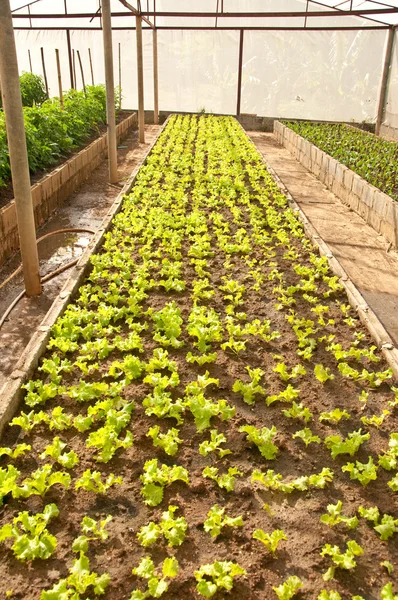 Plantskola grönsaker på gröna huset — Stockfoto